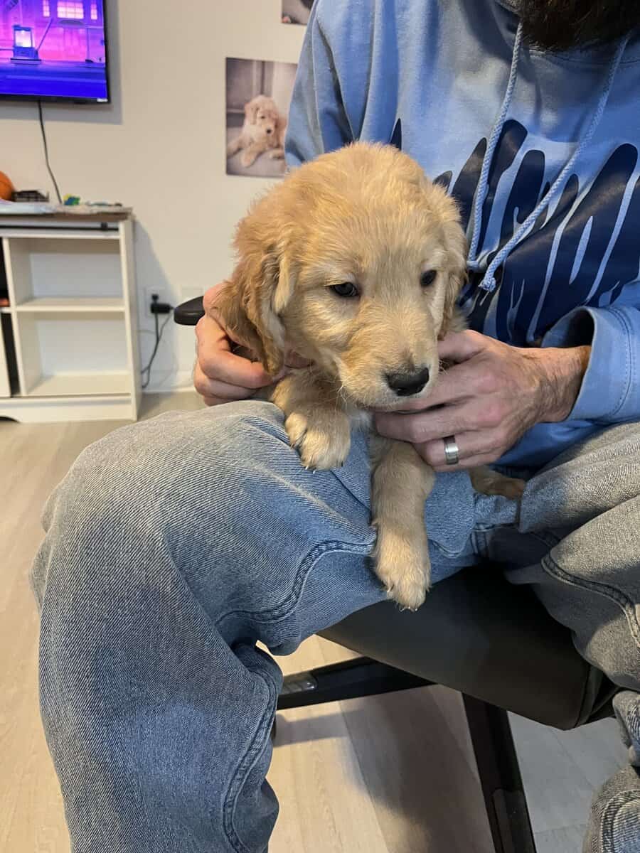 4 golden doodle puppies image 6