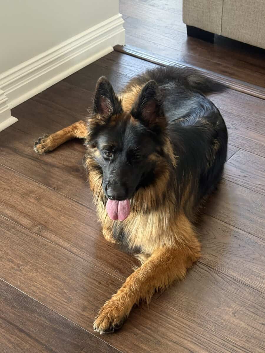 Purebred Champion German Shepherd image 16