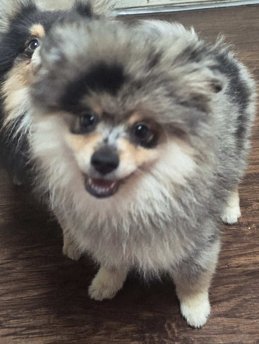 Pomeranians Available image 1