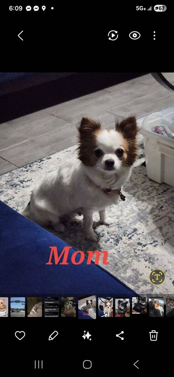 Long Coat Chihuahua image 1