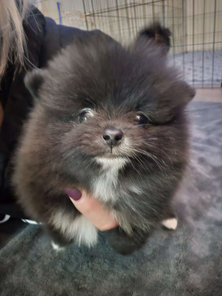 Pomeranians Ready image 7