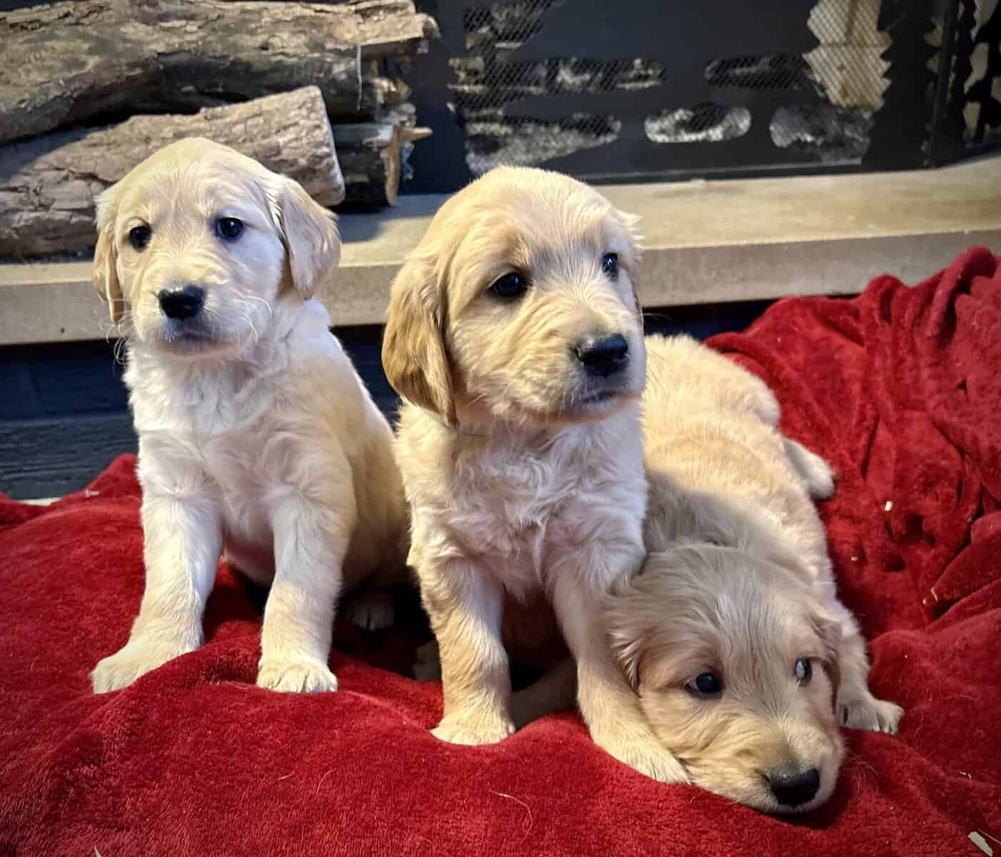 3 AKC GOLDEN RETRIEVER PUPPIES image 4