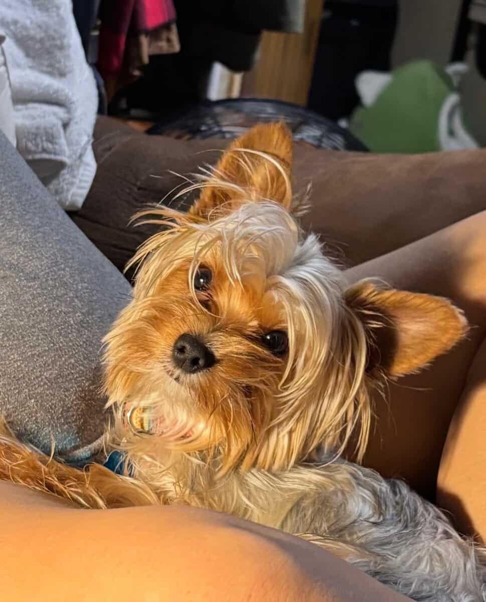 Yorkies yorkies!!!! image 10