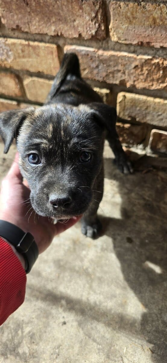 Belgium malinois mix puppies image 7