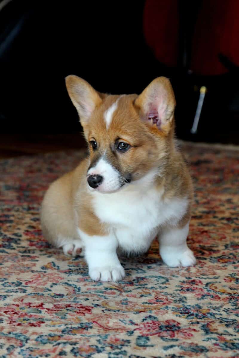 Johnny - Pembroke Welsh Corgi Puppy image 5