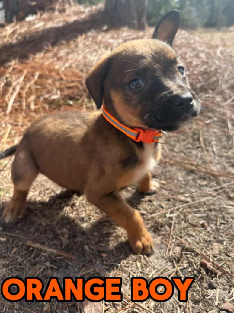 Aussie x Blackmouth Cur puppies for adoption image 10