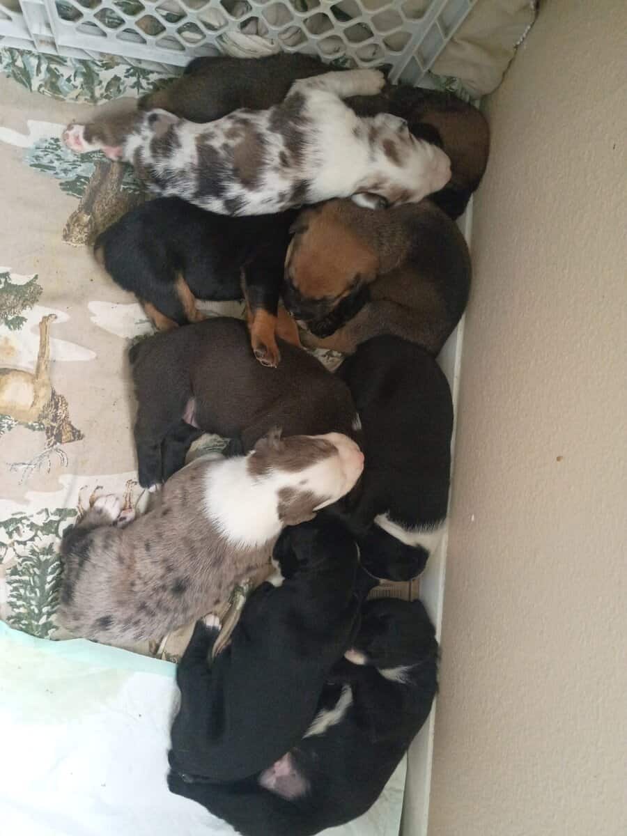 American Bully lab mix puppies image 16