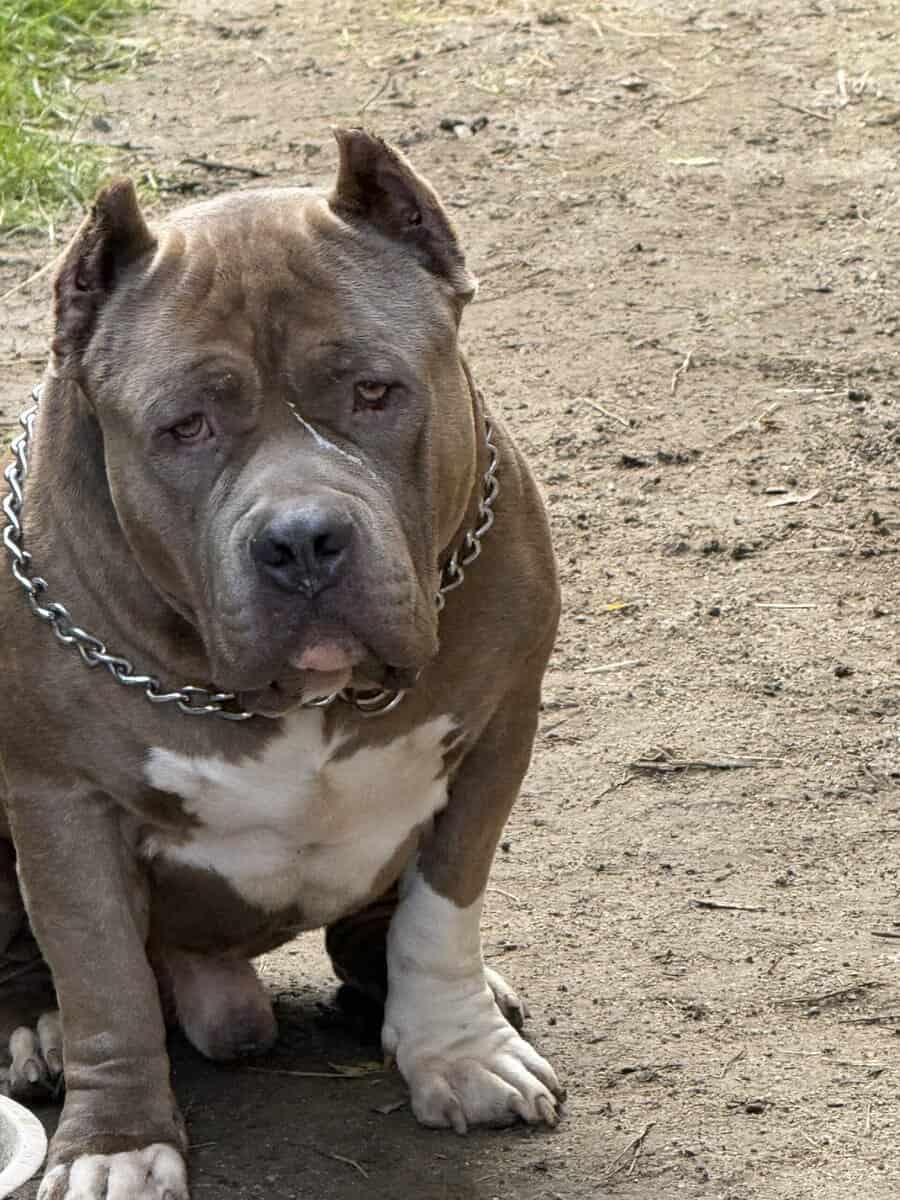 Standard brindle male bully open for stud image 8