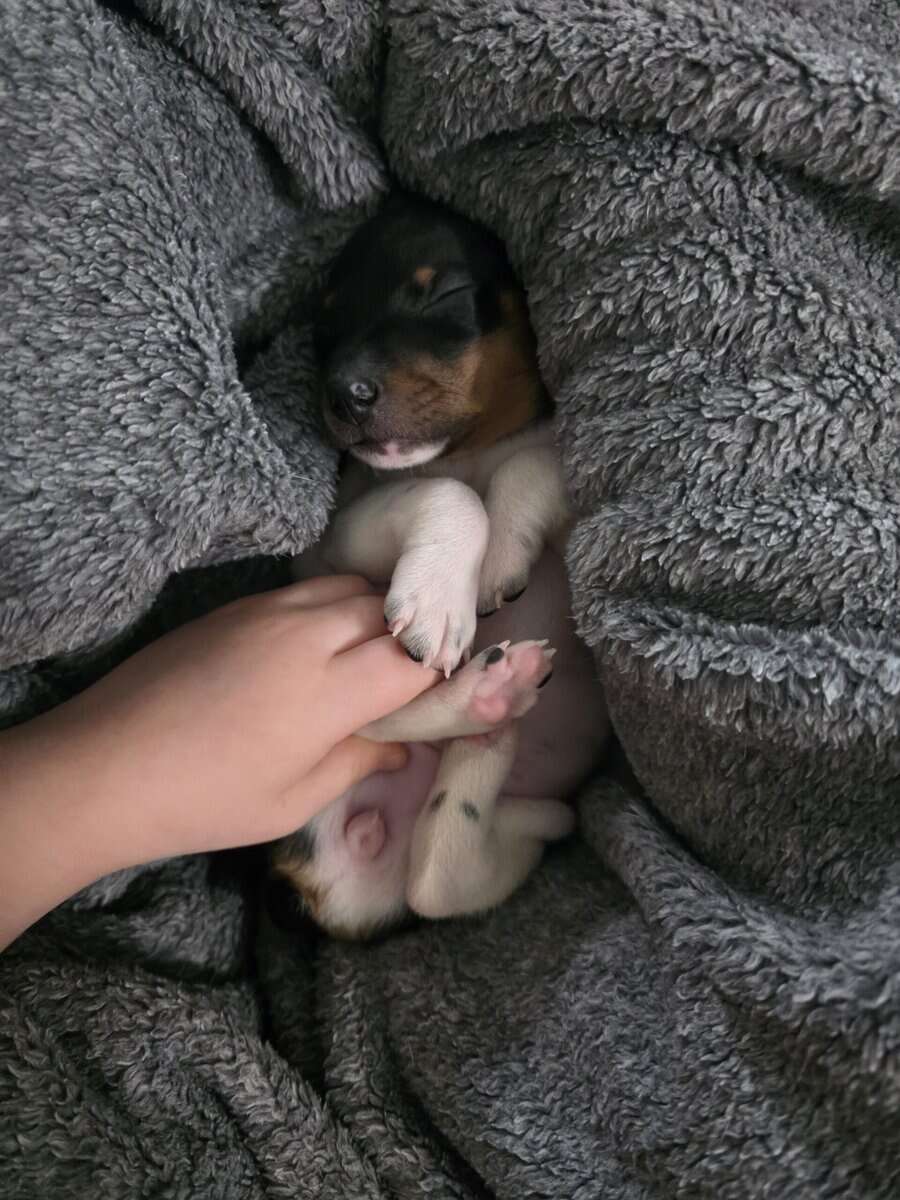 Rat Terrier Puppies image 7