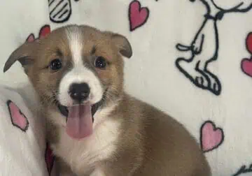 AKC puppies ready to go home parents onsite loving