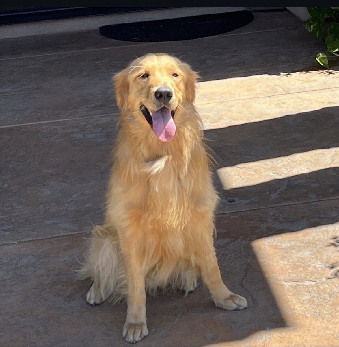 Golden retriever image 5