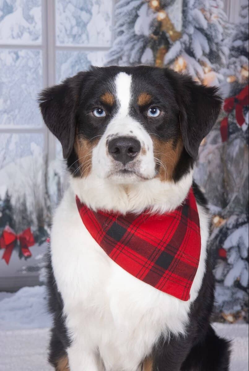 Australian Shepherd Pup for Adoption image 2