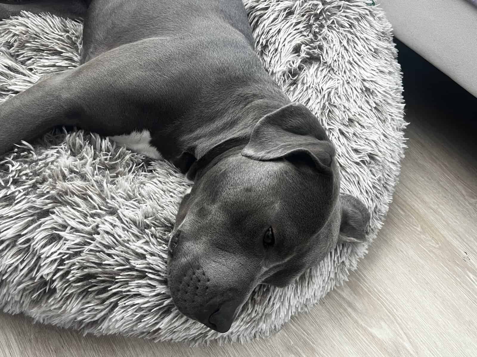 Rehoming ASAP image 4