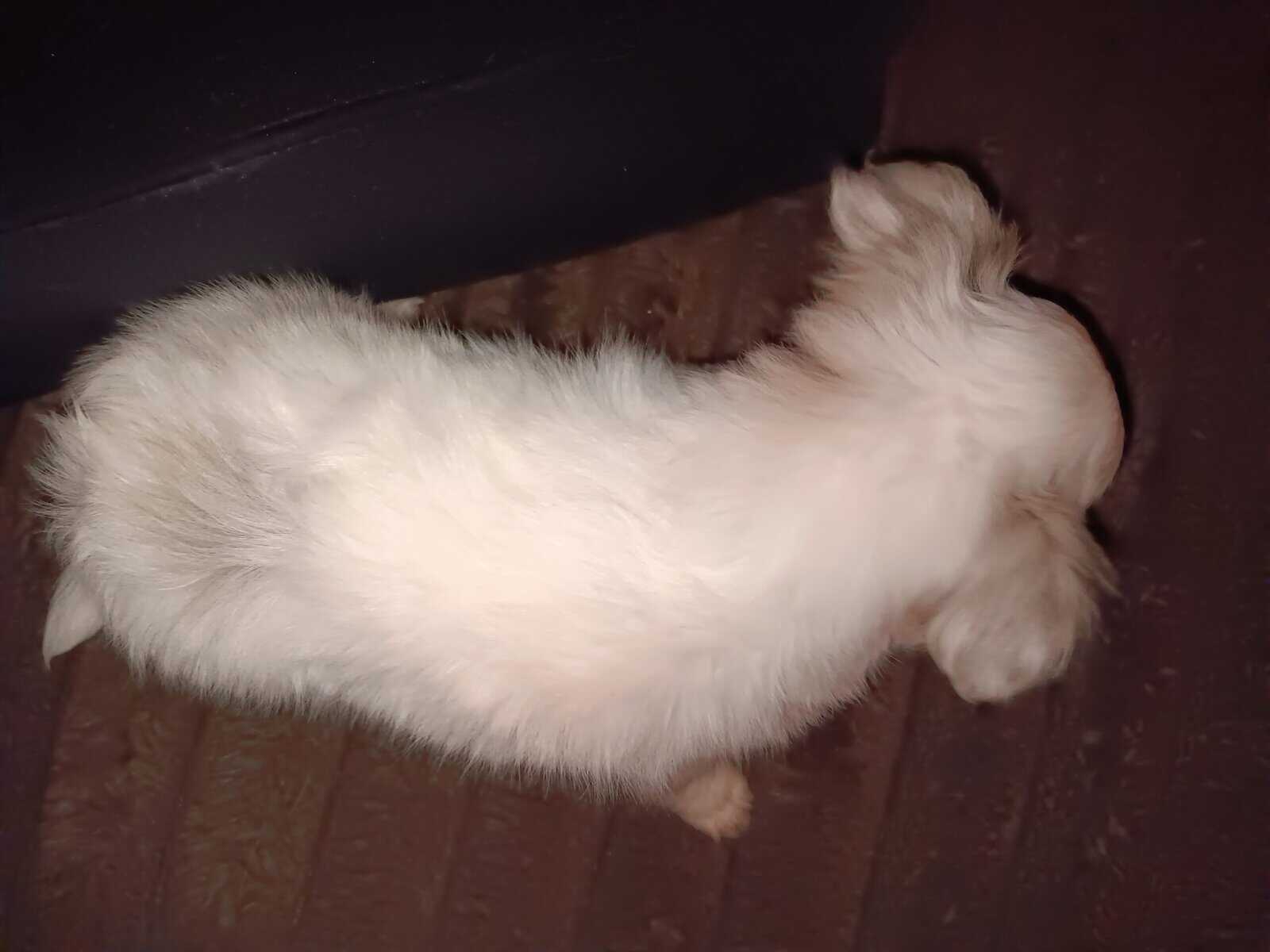 Long Coat Chihuahua Boy Ready to Go! image 6