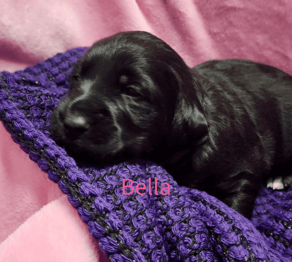 Labradoodle! image 7
