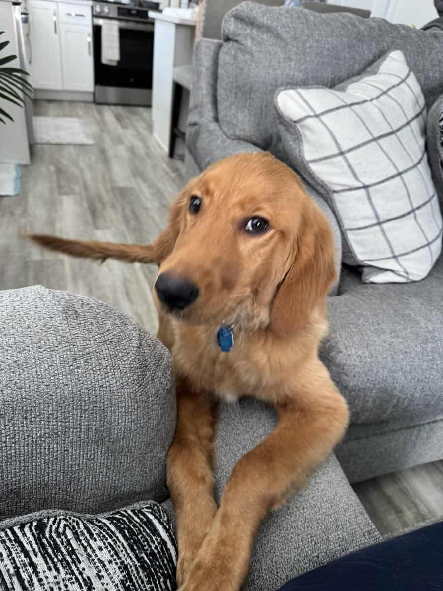 6 month puppy image 2