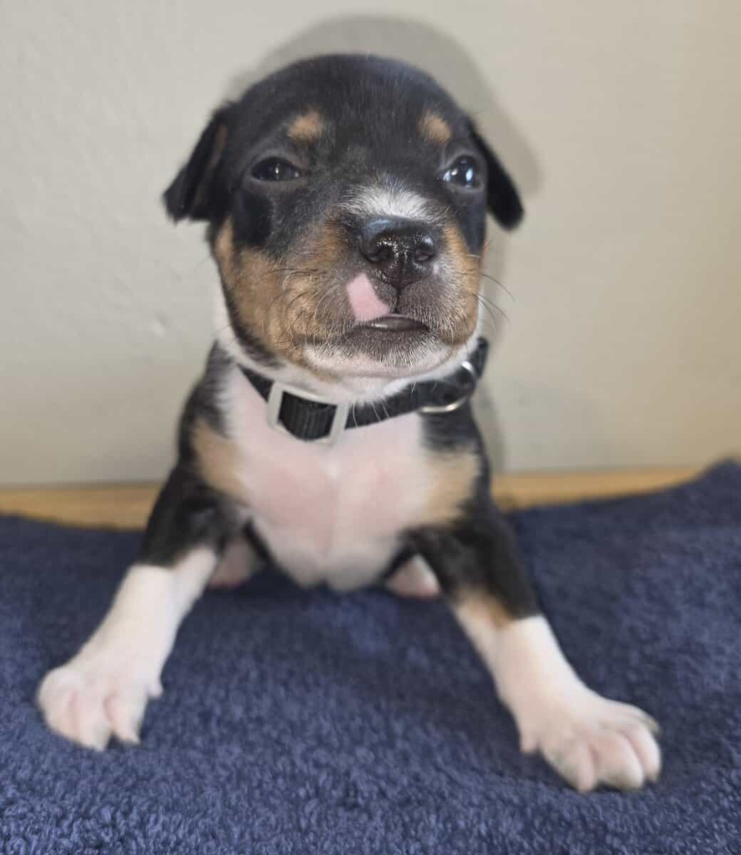 Rat Terrier Puppies image 2