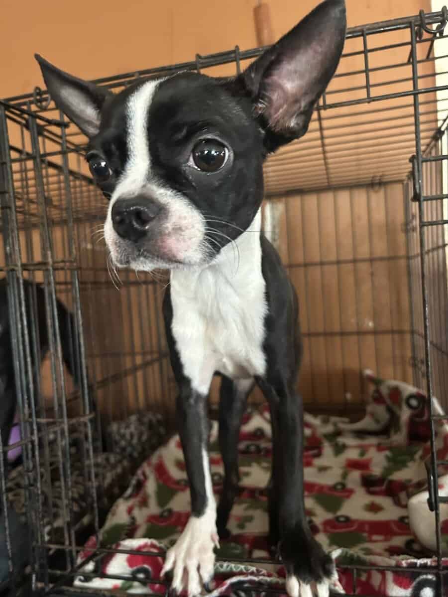 Boston Terrier image 1