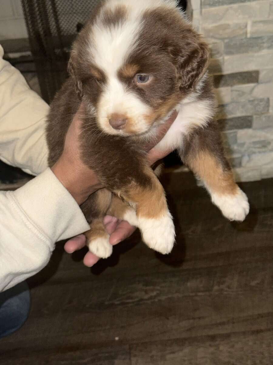 Australian Shepherd Puppies image 1