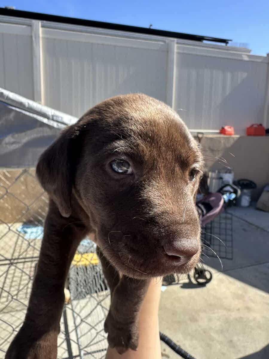 AKC lab puppies image 6