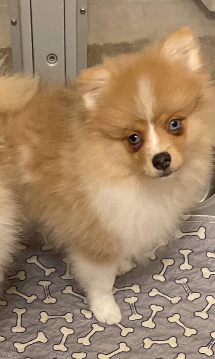 🐾 Pomeranian Puppies Available – Georgia 🐾 image 2