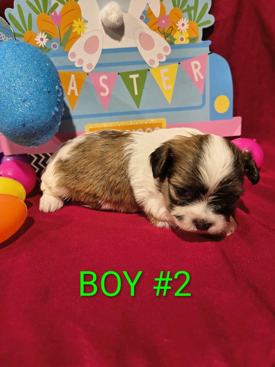 Shih Tzu Puppies image 1