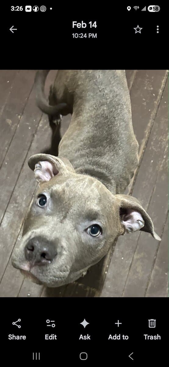 Puppies image 2