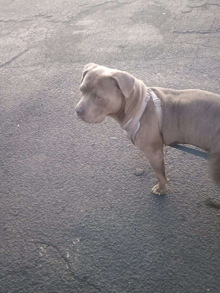 Friendly Blue Bully Dog 2 Years Old For Sale $750 image 1