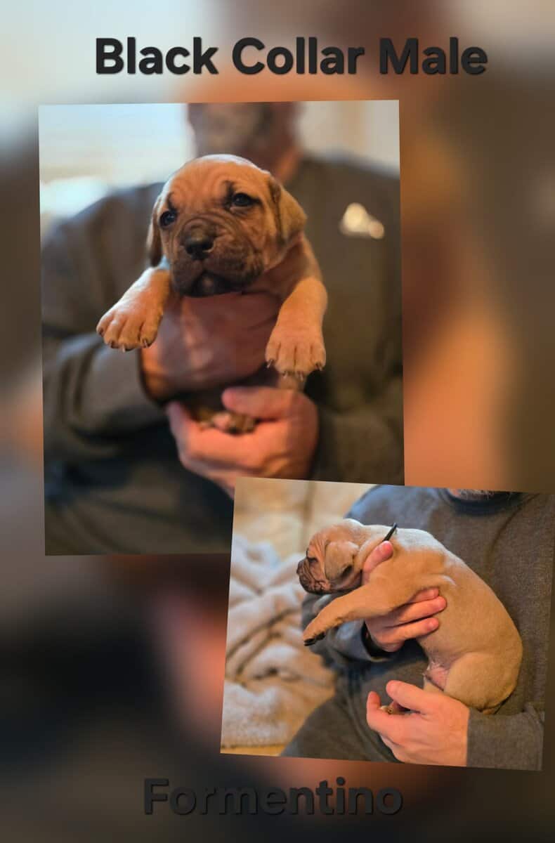 Cane Corso Puppies Available image 5