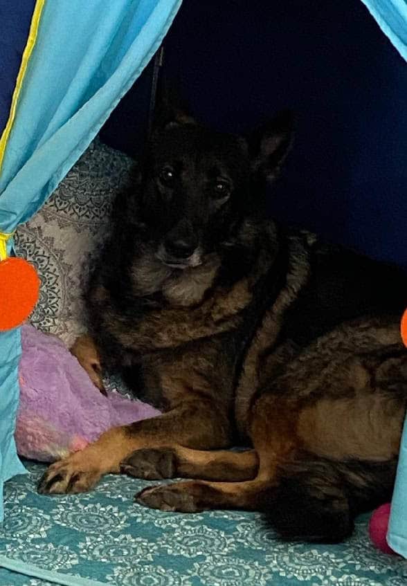 German Shepherd for rehoming image 2
