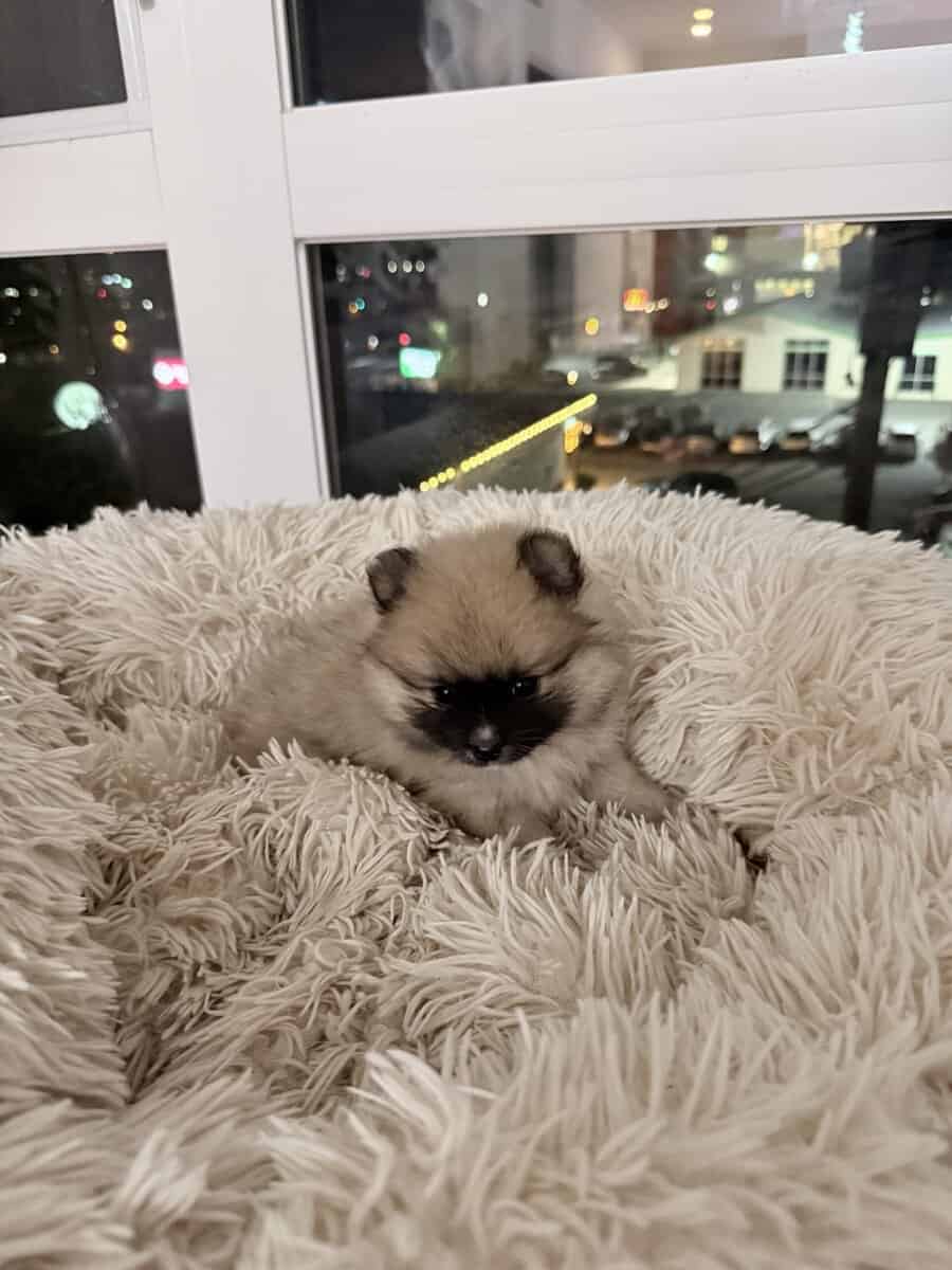 Rehome a puppy purebred Pomeranian image 2