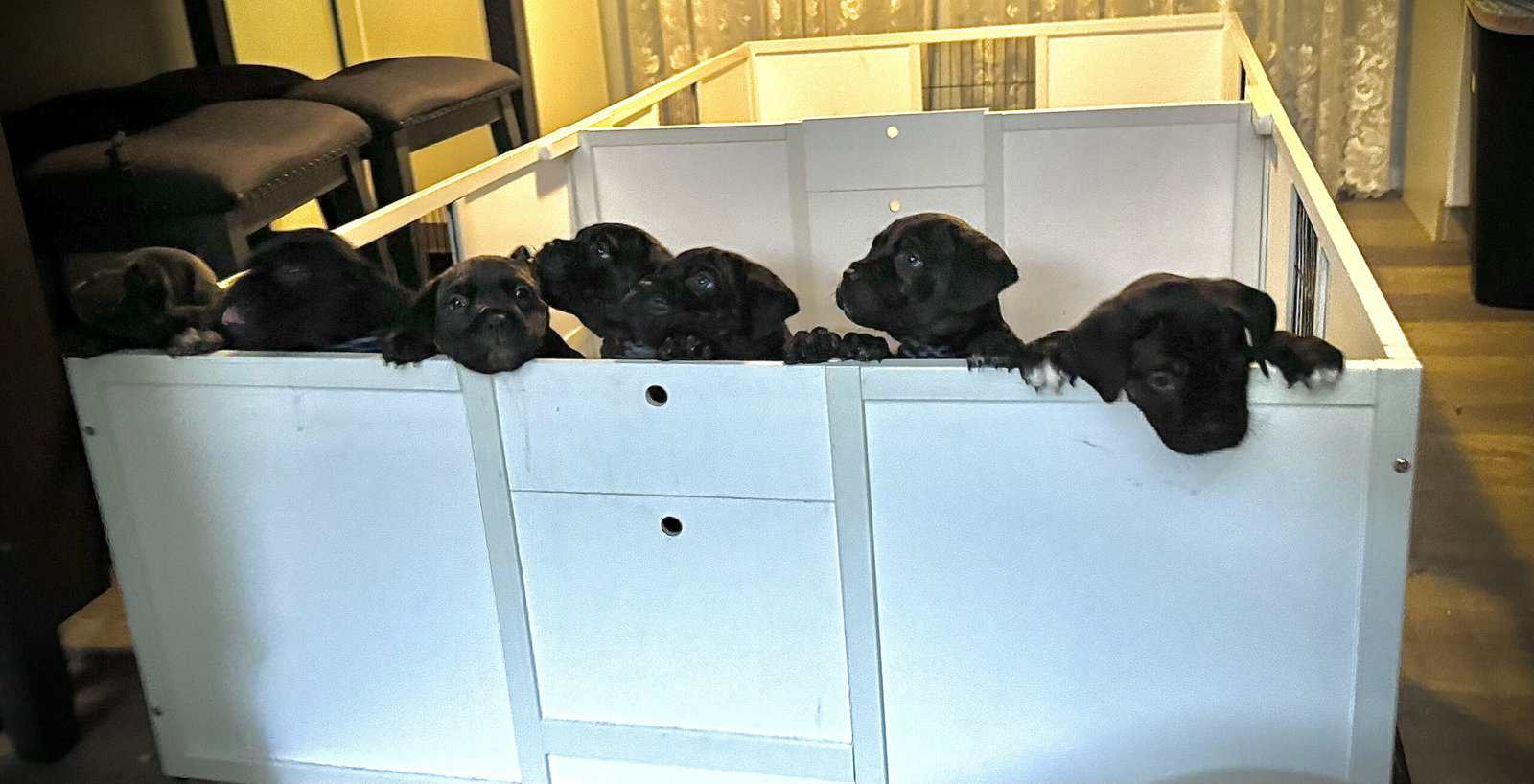 Cane Corso Puppies image 5