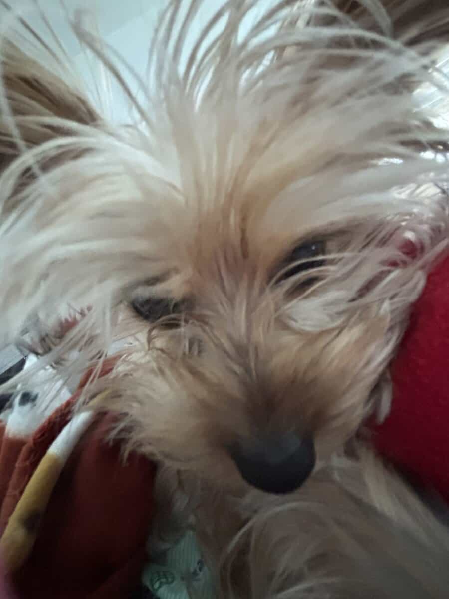 Teacup Yorkie (f/6 months old) image 7