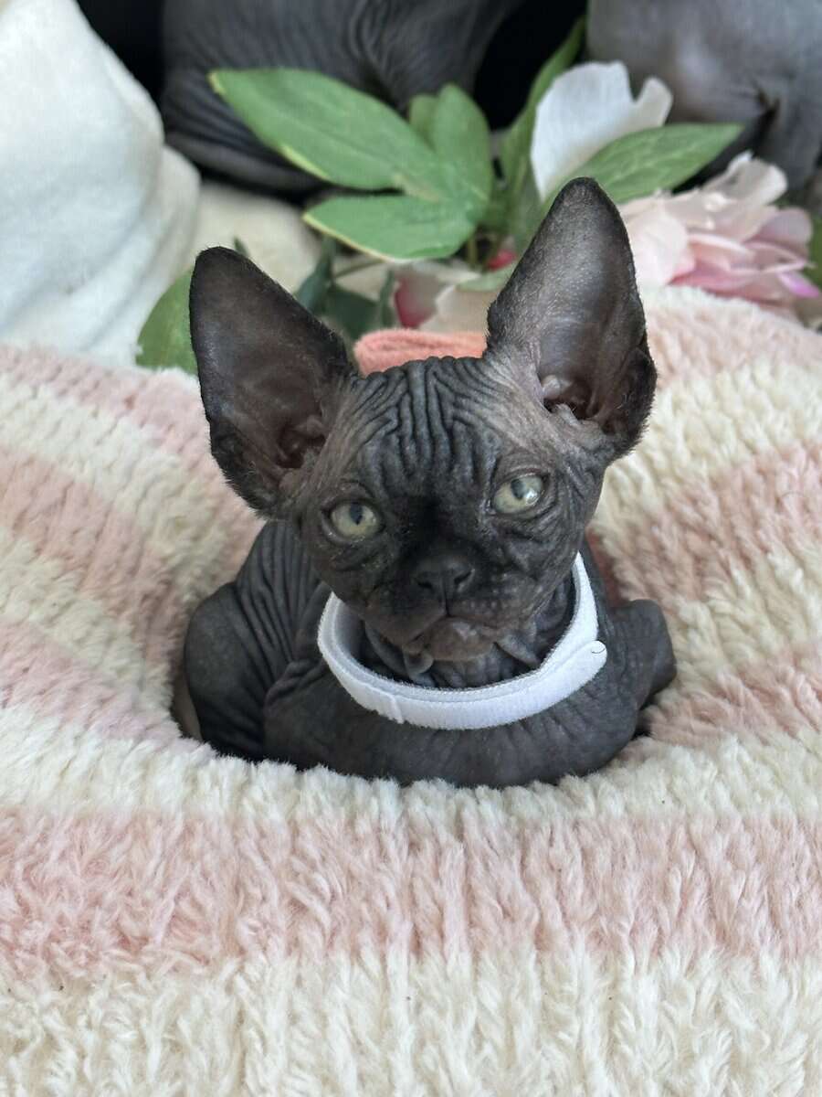 Sphynx image 3