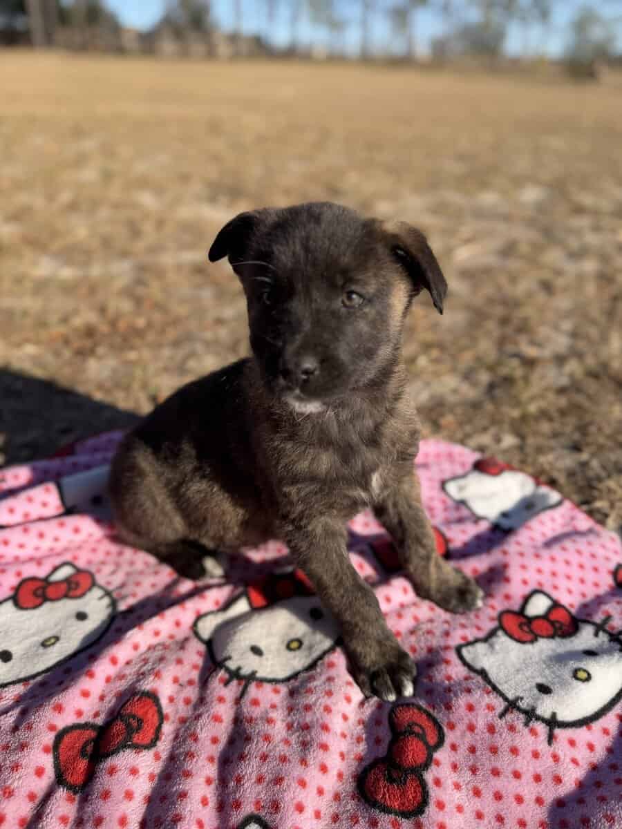 10 Anatolian Shepherd x Belgian Malinois Puppies image 10