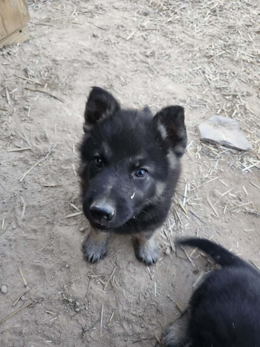 King shepard stud image 8