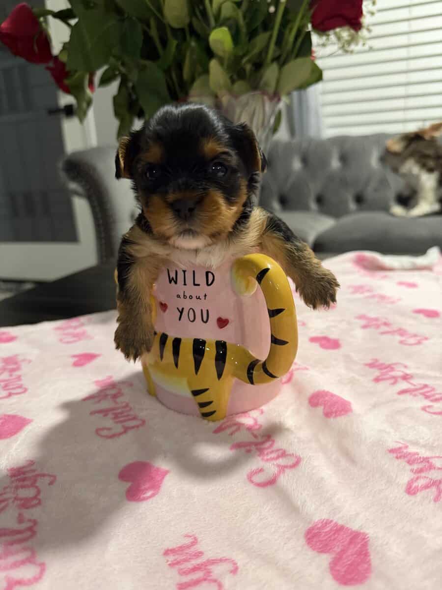 AKC Yorkies image 4