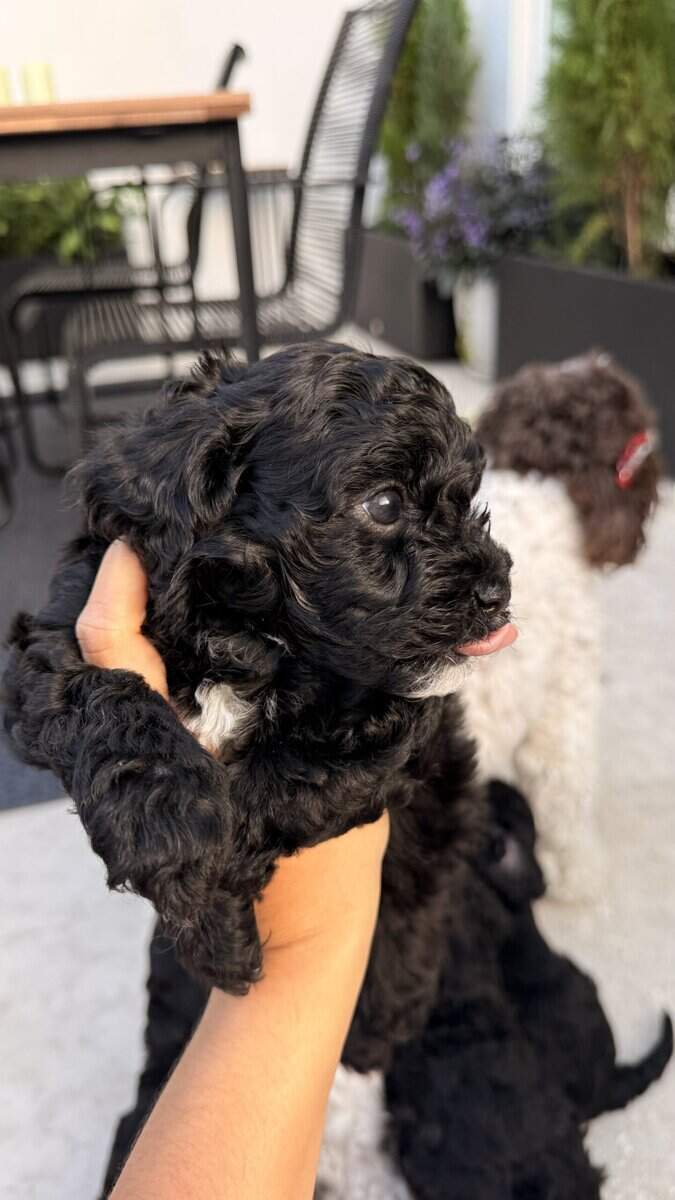 Milo Mini image 9