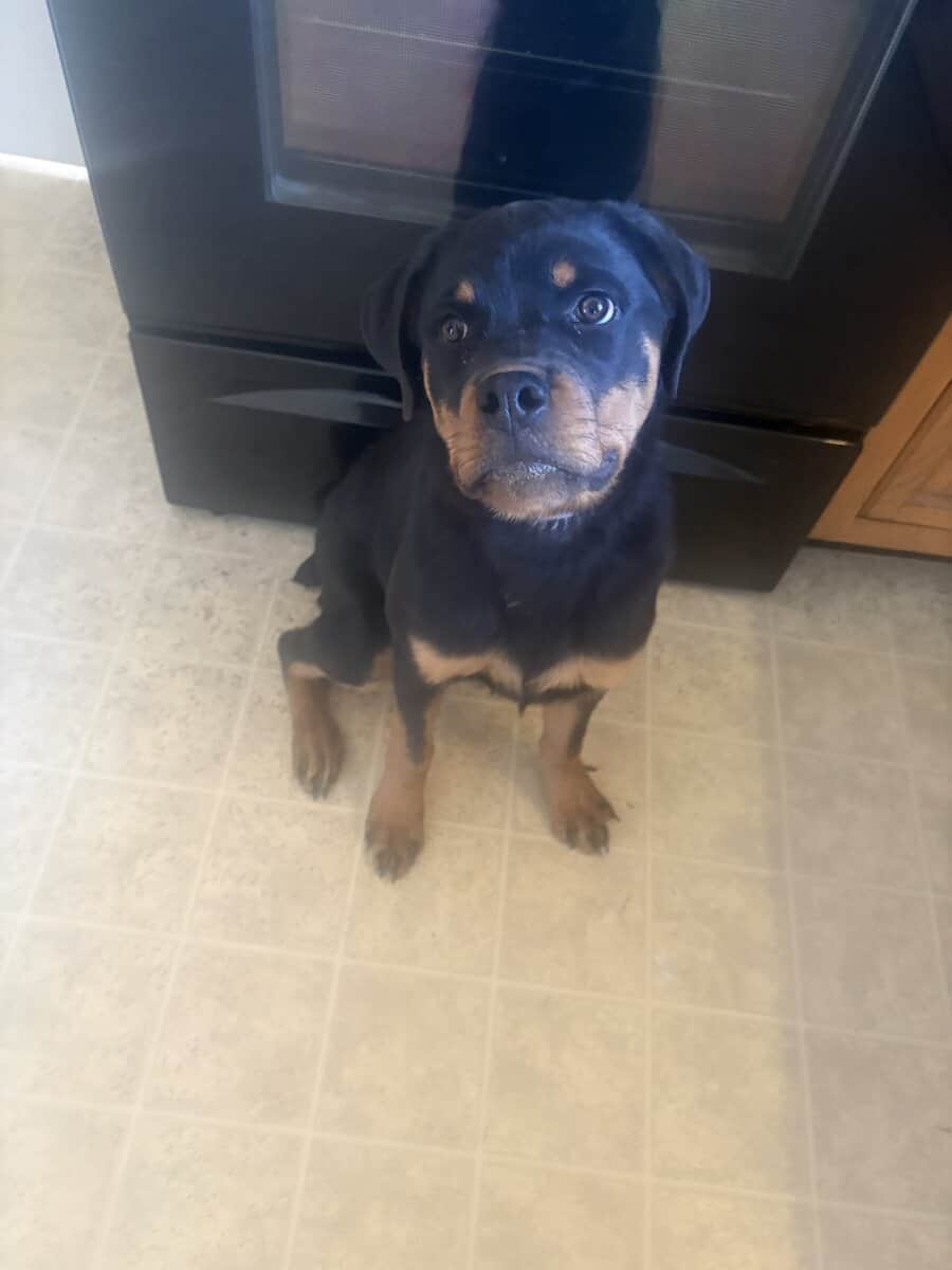AKC German Rottweiler image 4