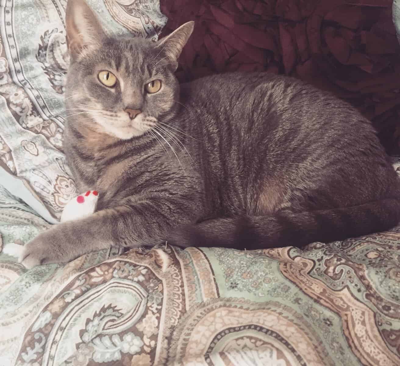 Female Grey Tabby image 1
