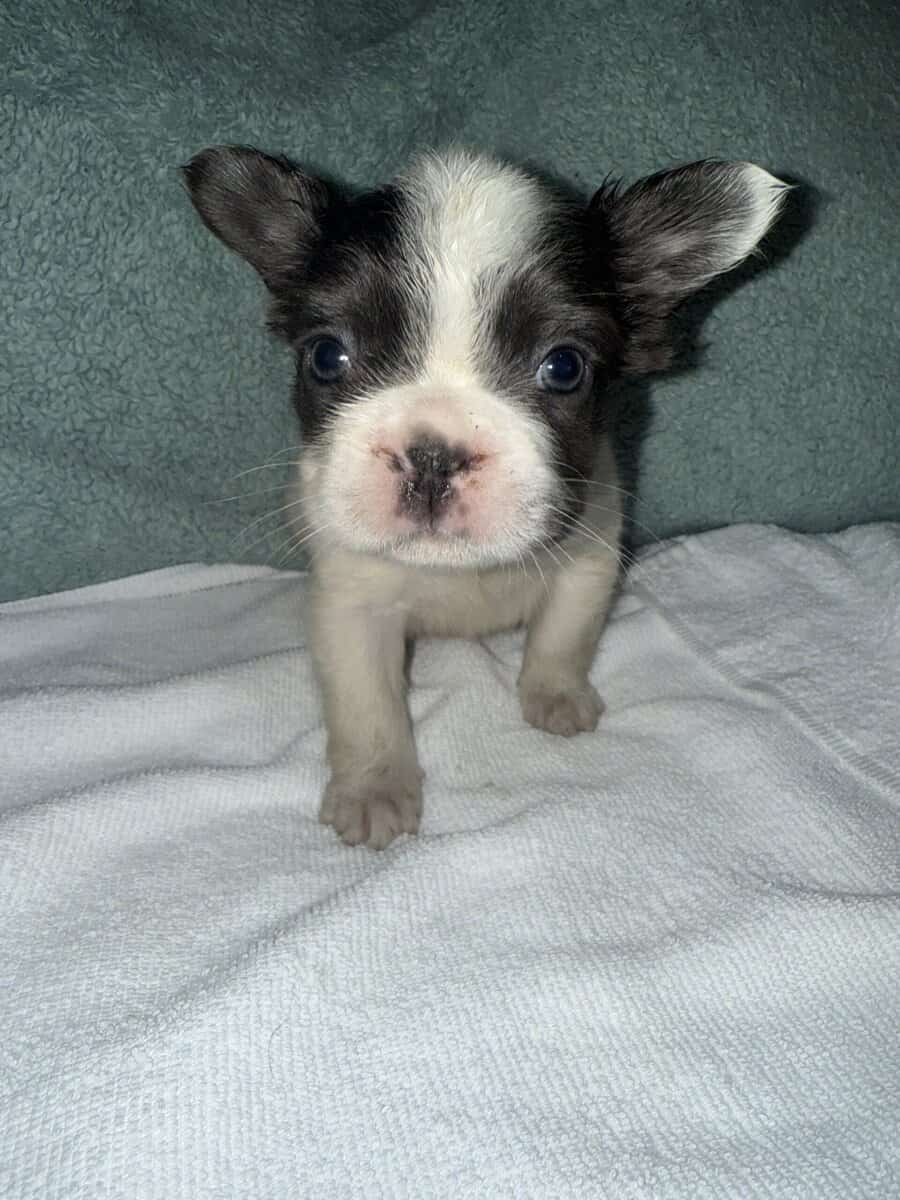 2500 fluffy French bulldogs image 3