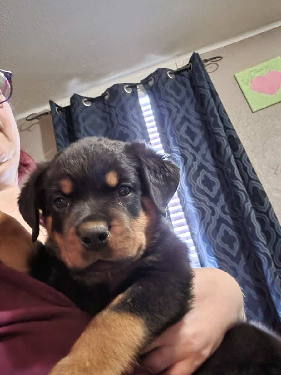 Rottweiler puppies AKC image 3