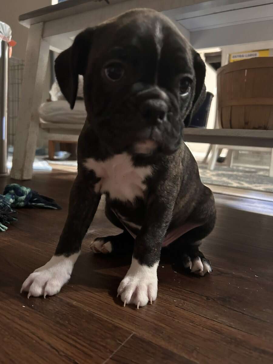 Boxton puppies image 1