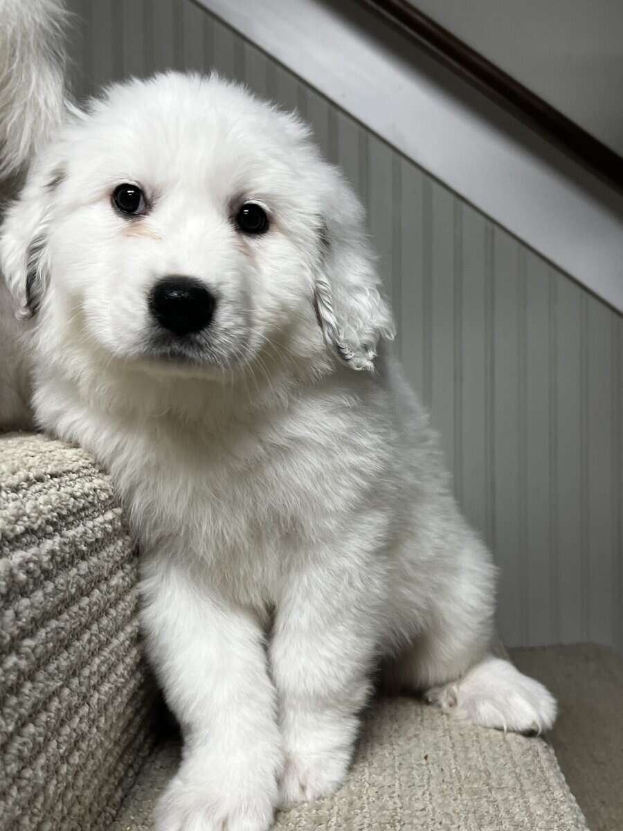 Great Pyrenees puppies image 3