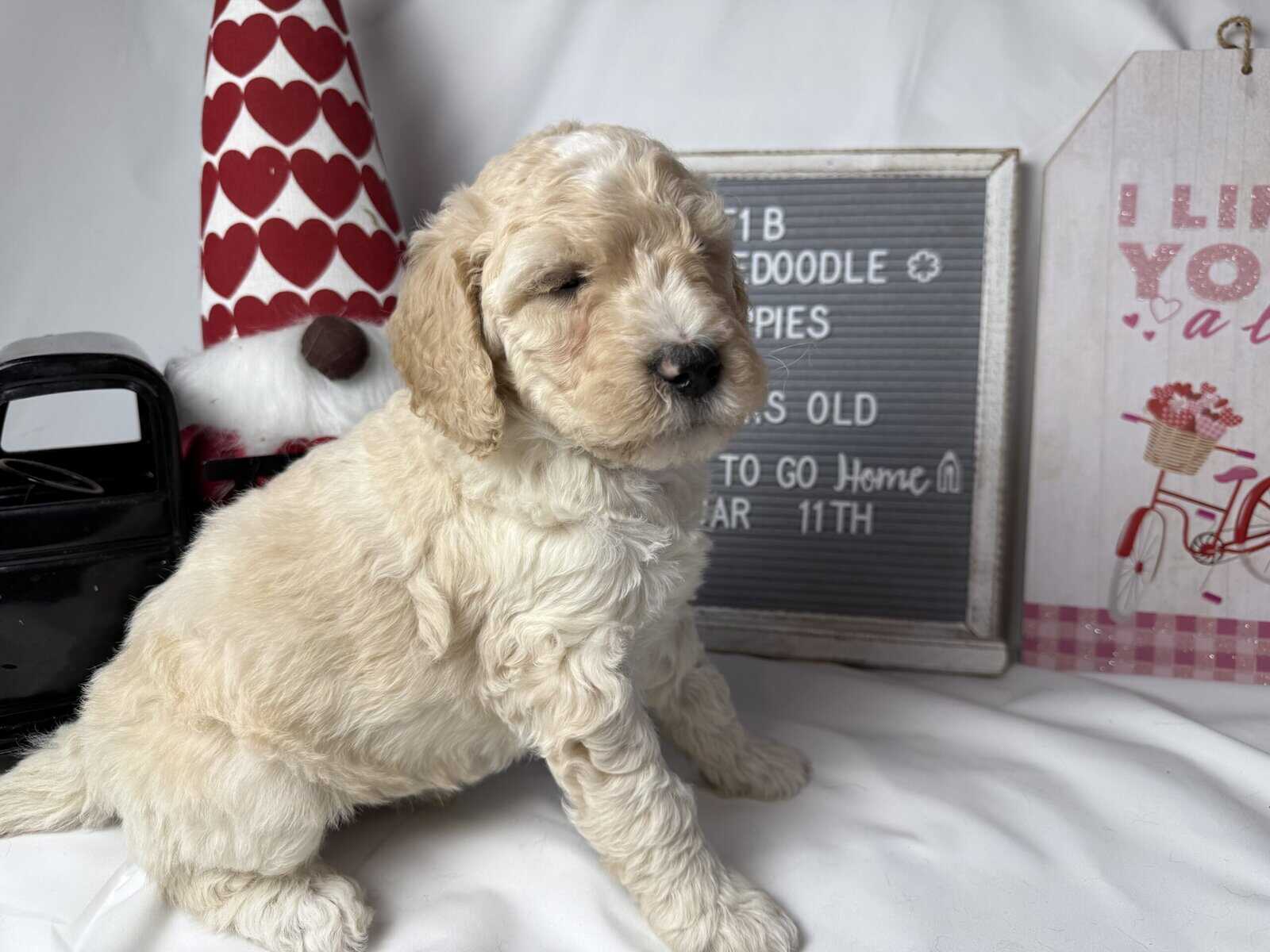 F1b Aussiedoodle puppies image 3