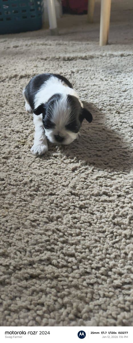 Puppies for loving home image 7