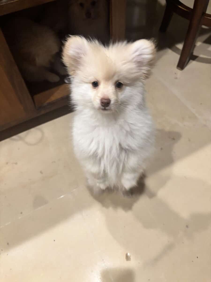 Pomeranian Yorkie mix puppy image 1