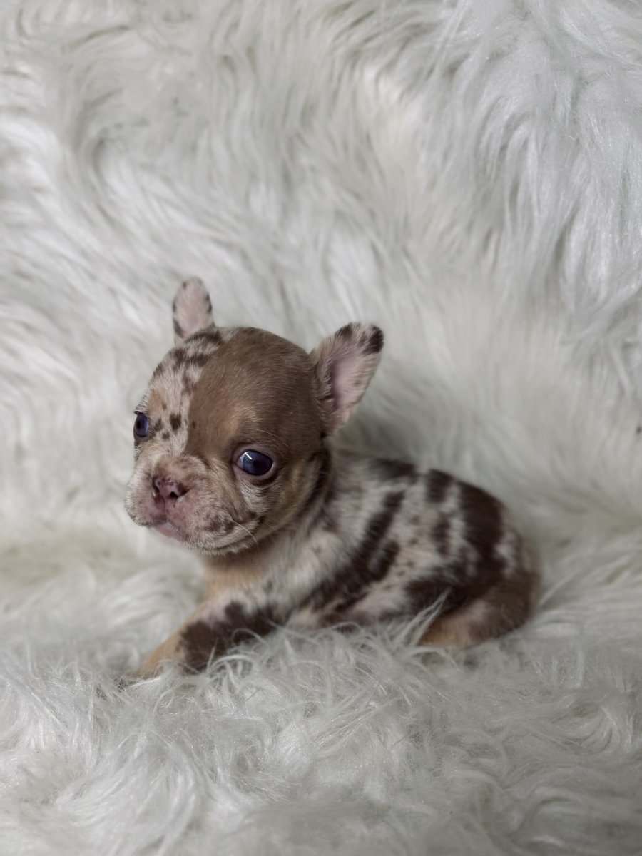 Akc French bulldog pups image 2