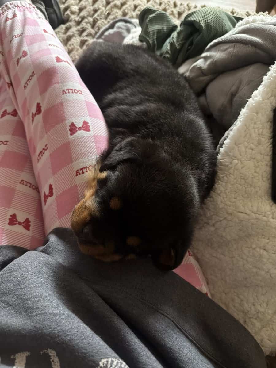 Male Rott image 1