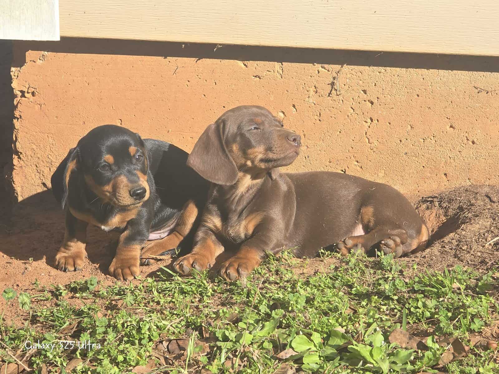 Chiweenie puppies image 1